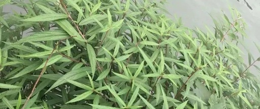 This Herb Treats Malnutrition, Rheumatic Pain, and Cough!