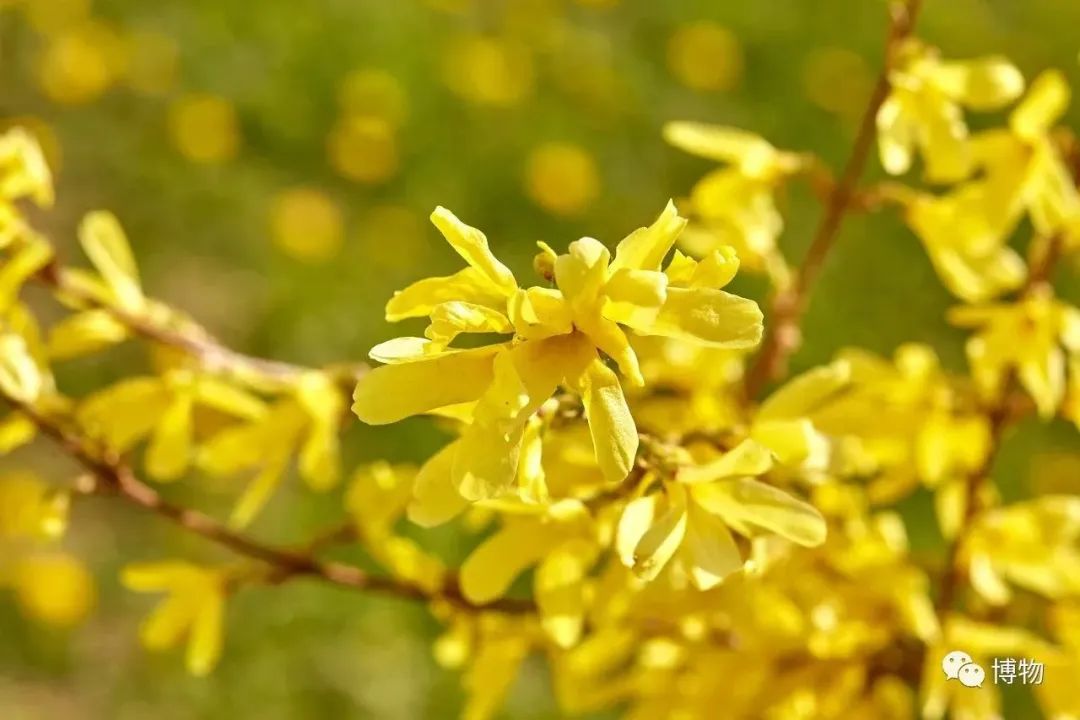 Can Lian Qiao (Forsythia) Treat Insomnia?
