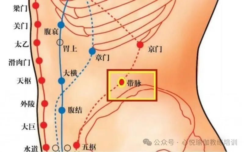 The Dai Mai: The "Belt" of Health and Wellness in the Human Body
