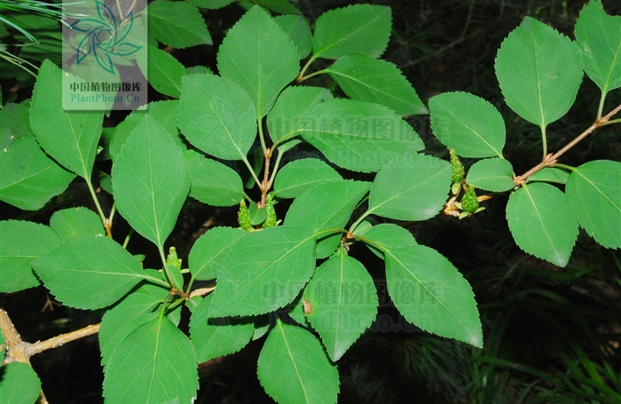 Identifying Medicinal Herbs through Spring Flowers