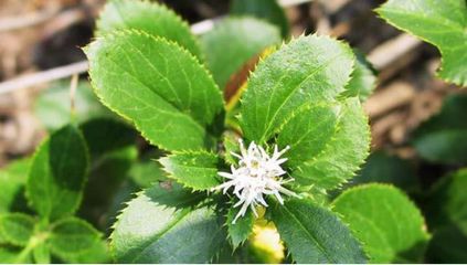 The Story of Cang Zhu (Atractylodes) and Its Medicinal Significance