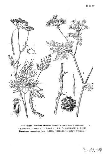 Chuanxiong (Ligusticum chuanxiong) - A Comprehensive Overview
