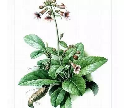 Shu Di Huang: A Beneficial Herb for the World, A Culinary and Medicinal Treasure