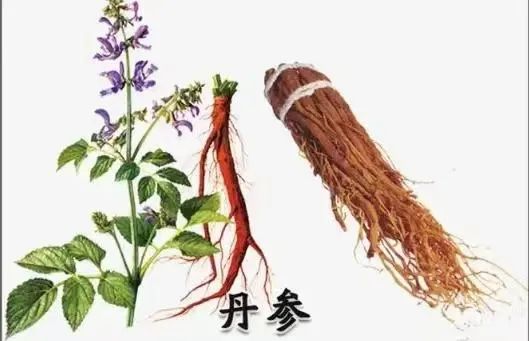 Dan Shen: Not Just a Supplement, but a Vital Herb for Blood Circulation and Calming the Mind