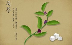 The TCM Perspective on Poria (Fu Ling)