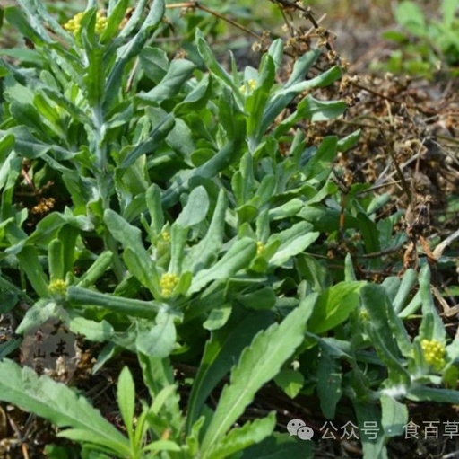 This Field Herb is Effective for Cough, Phlegm, and Rheumatic Pain