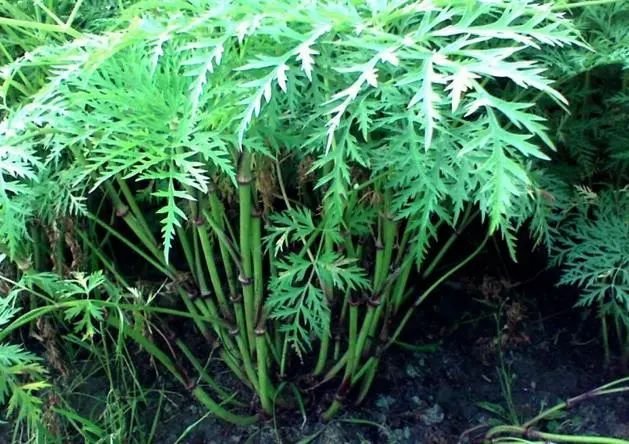 Chuanxiong: A Comprehensive Overview of Its Properties and Applications in TCM