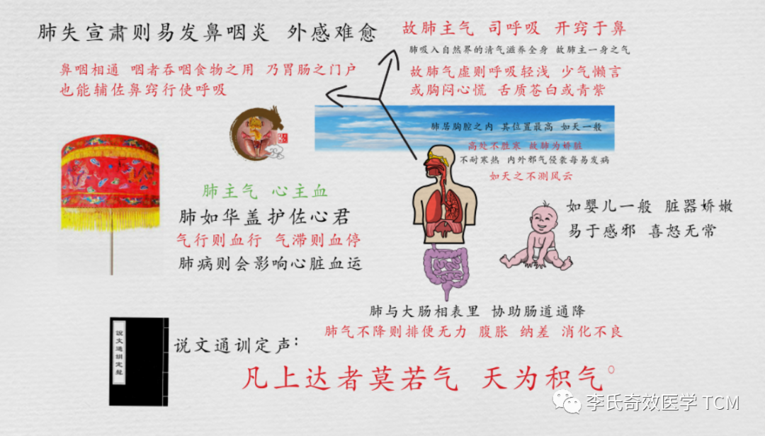 Tongue Diagnosis and the Lungs (Animated Version)