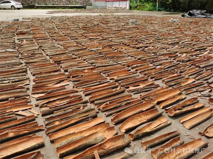 Cinnamon: A Unique and Profitable Tree Species