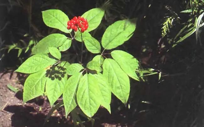 The Efficacy and Functions of Ginseng in Traditional Chinese Medicine