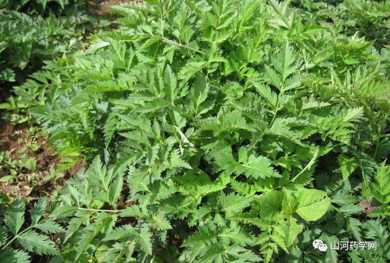 Angelica Sinensis: A Comprehensive Overview