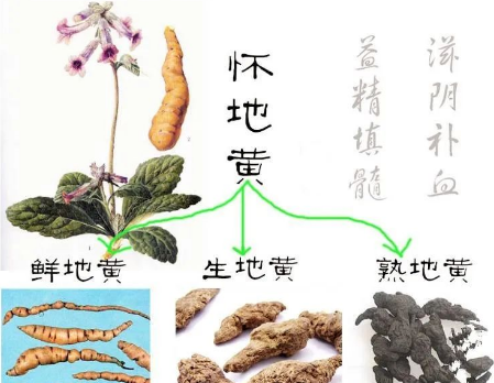 Daily Learning of Chinese Herbs - Shú Dì Huáng (Rehmannia Glutinosa)