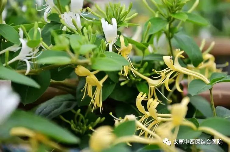 Honeysuckle: A Traditional Chinese Medicine Perspective