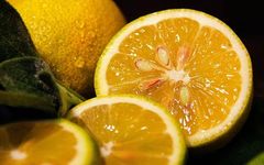 Nourishing the Five Organs with the Five Flavors: A Guide to TCM Health Knowledge