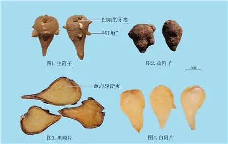 The Efficacy and Functions of Aconite in Traditional Chinese Medicine