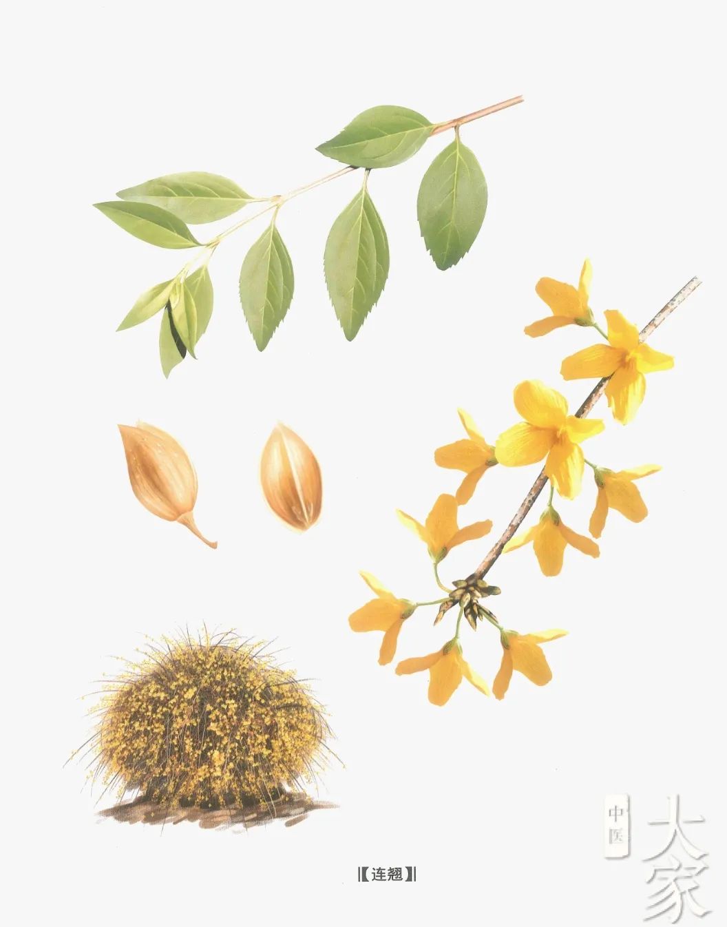 A Brief Introduction to Traditional Chinese Medicine: Lian Qiao (Forsythia)