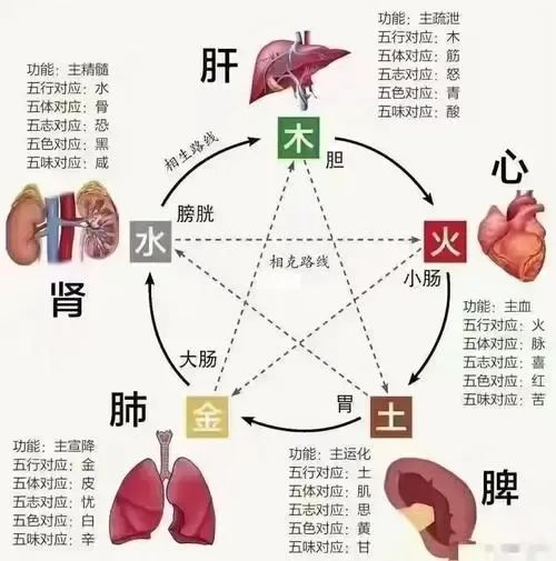 Nurturing the Five Organs (Heart, Liver, Spleen, Lung, Kidney) in Traditional Chinese Medicine