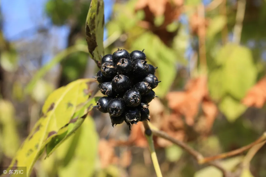 Traditional Chinese Medicine: Shortness of Breath and Poor Appetite May Indicate Qi Deficiency, Common Qi-Boosting Formulas
