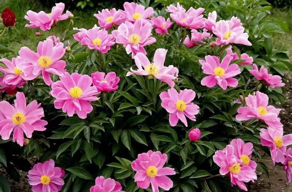 Traditional Chinese Medicine Herb Profile: Bai Shao (White Peony)