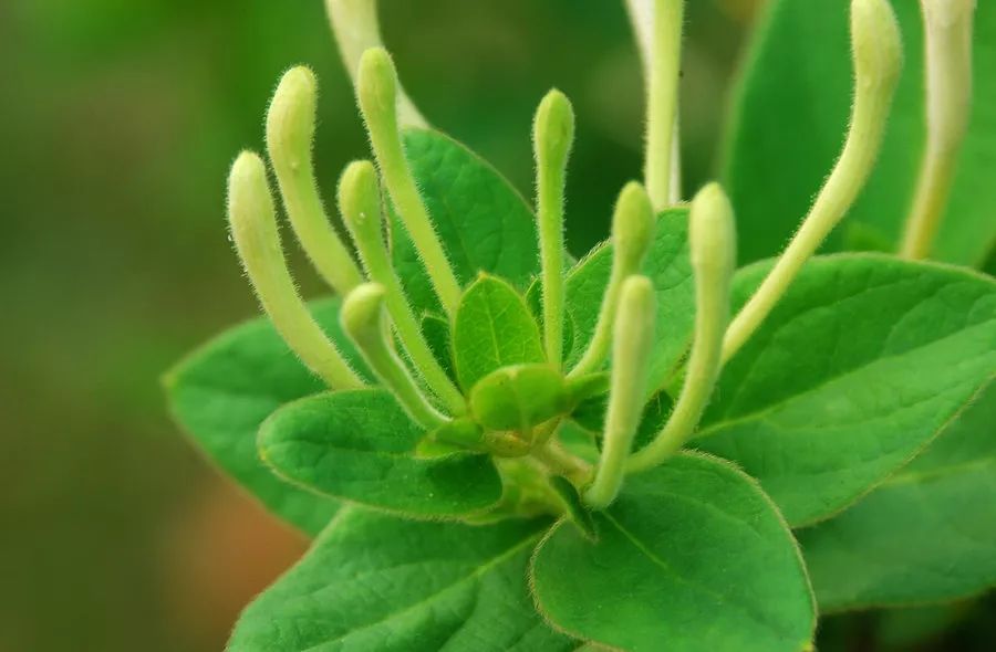 Understanding Jin Yin Hua (Honeysuckle Flower) in Traditional Chinese Medicine