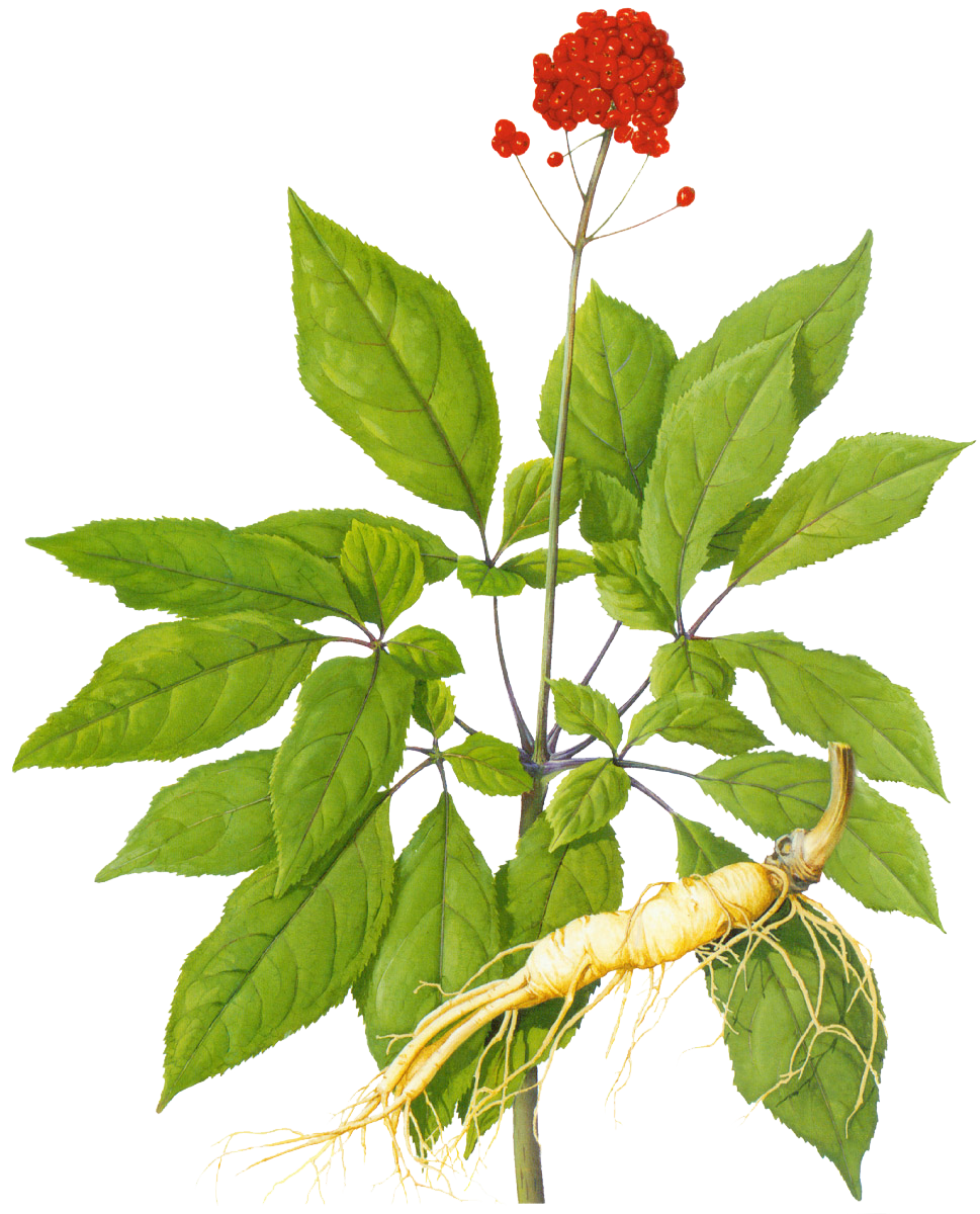 Overview of Ginseng