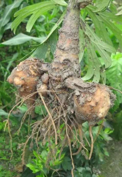 Aconite (Fu Zi) - Properties, Uses, and Preparation in Traditional Chinese Medicine