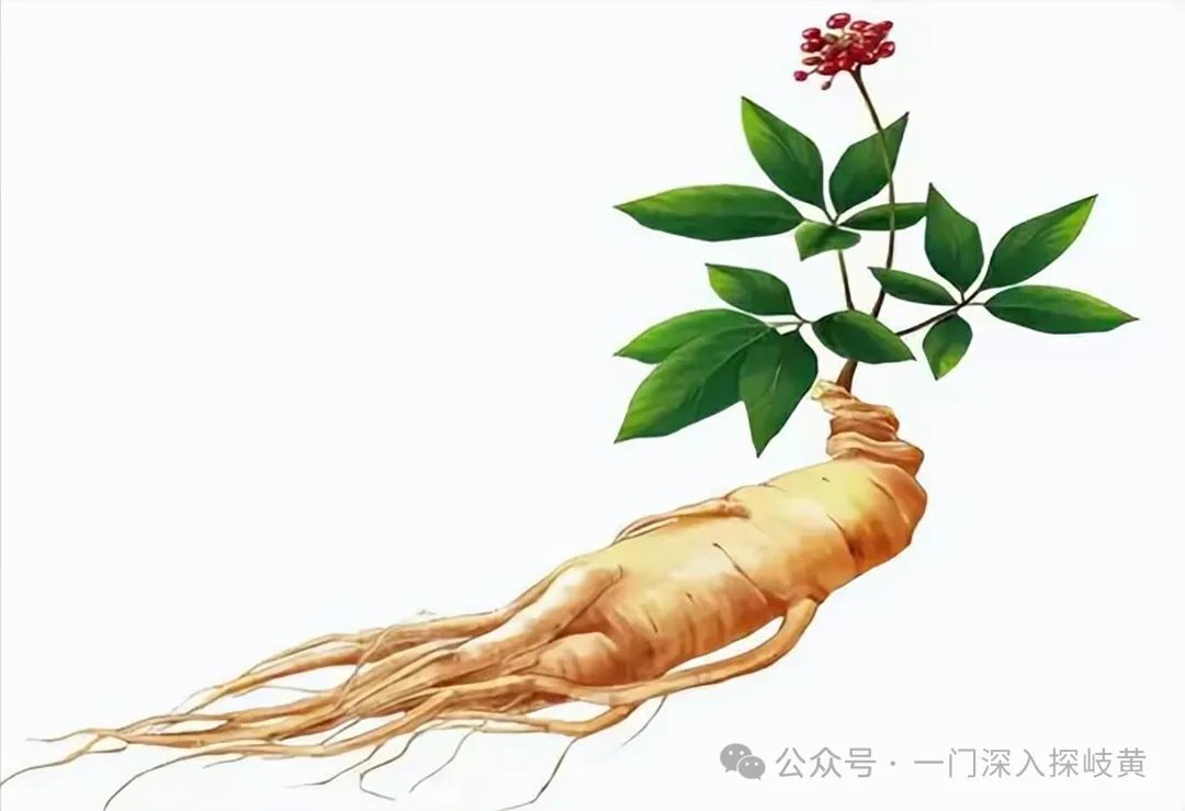 A Brief Discussion on Ginseng