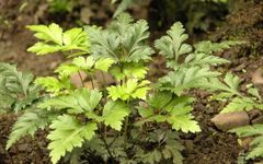 Huanglian - A Heat-Clearing and Damp-Drying Herb