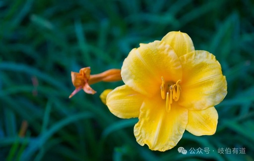 Huang Lian: The Bitter Herb Essential for Managing Diabetes