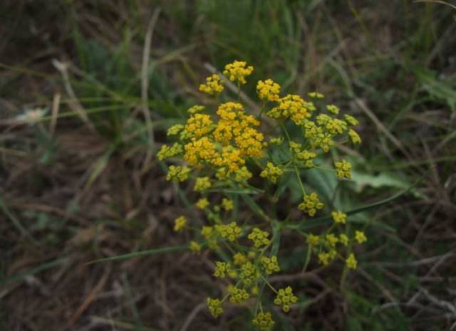 A Comprehensive Guide to 50 Common Medicinal Herbs in Rural Areas
