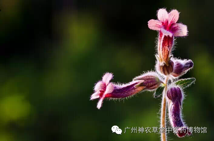 Herbal Medicine | Shudi (Rehmannia Glutinosa)