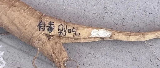Female Student Mistakes 'Ginseng' for Poisonous Plant, Sleeps for 17 Hours