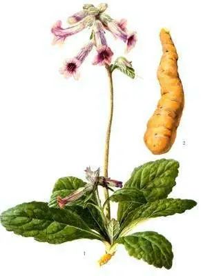 The Nourishing Chinese Herbal Medicine: Cooked Rehmannia