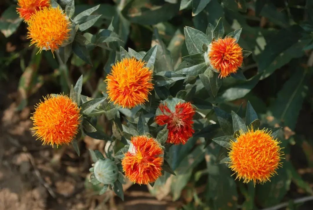 Distinguishing Between Honghua (Safflower) and Zanghonghua (Saffron) in Traditional Chinese Medicine