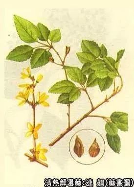 The Efficacy and Functions of Lian Qiao: Clearing Heat, Detoxifying, Dissipating Nodules, and Reducing Swelling