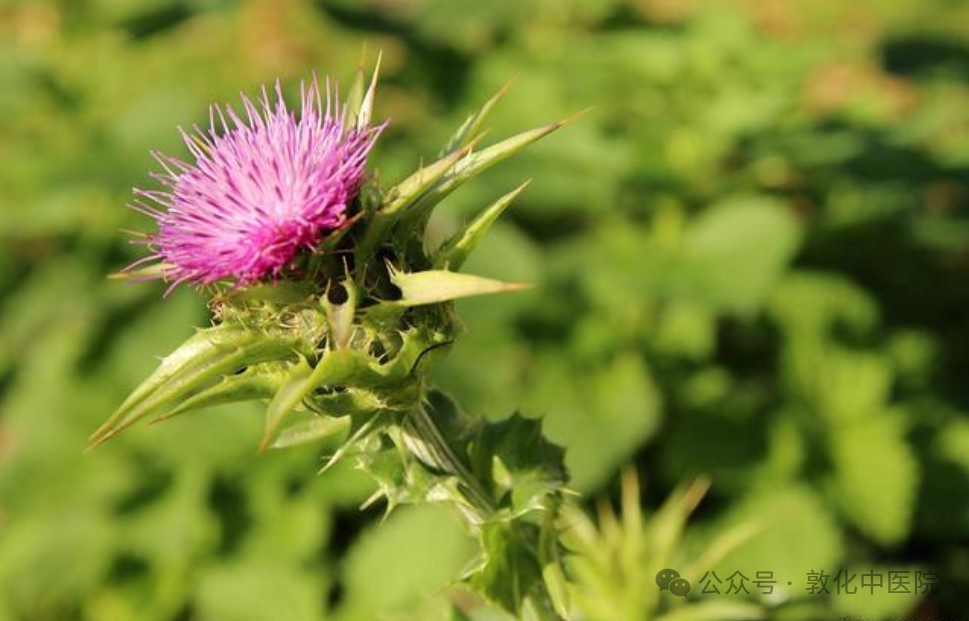 The Story of Cang Zhu (Atractylodes) in Traditional Chinese Medicine