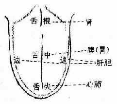 Comprehensive Guide to Tongue Diagnosis (Tongue Manifestations)