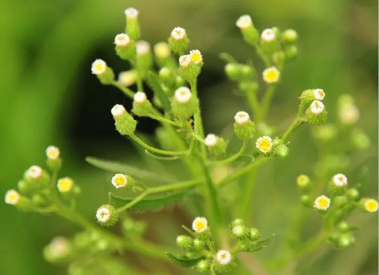 Folk Herbs: Small Flying Sedge