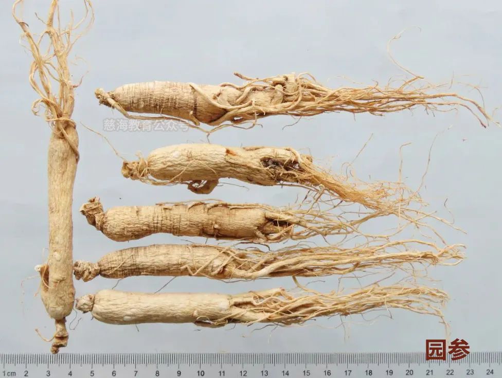Daily Learning of a Chinese Herb: Ginseng