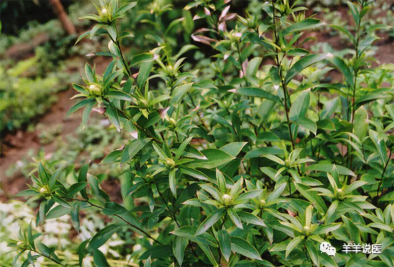 Cang Zhu (Atractylodes) - Properties, Uses, and Modern Research