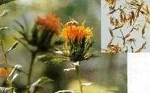Traditional Chinese Medicine: Safflower (Hóng Huā)