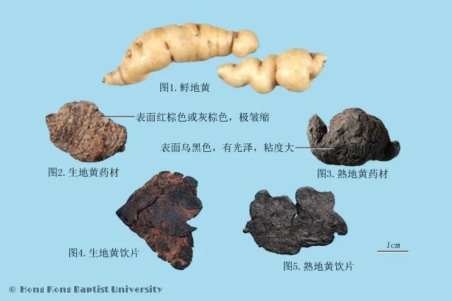 Shu Di Huang: The Sacred Medicine for Nourishing Blood and Yin