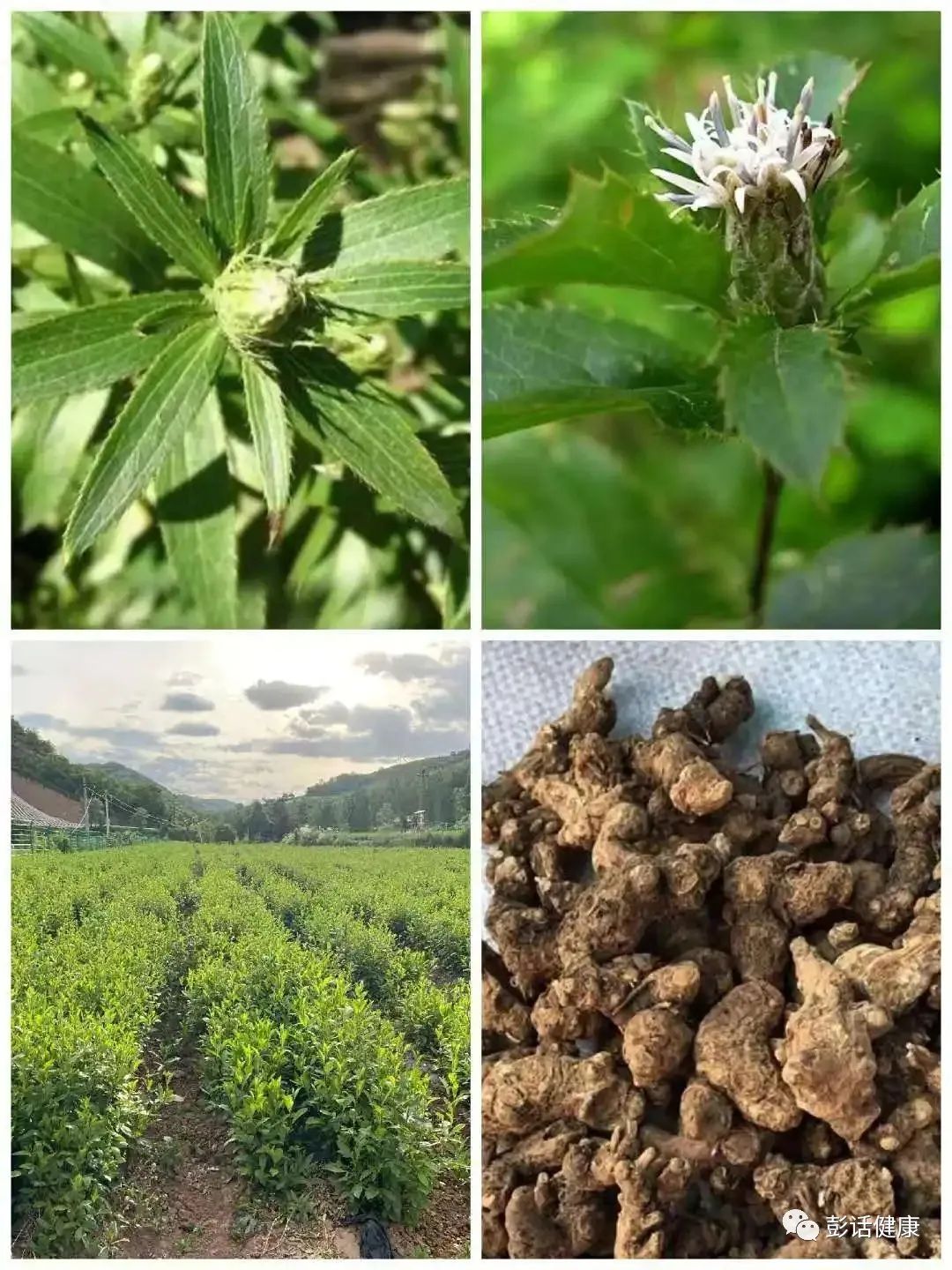 Daily Learning of a Chinese Herb: Atractylodes