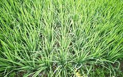 The Five Grains in Traditional Chinese Medicine: Their Benefits and Importance