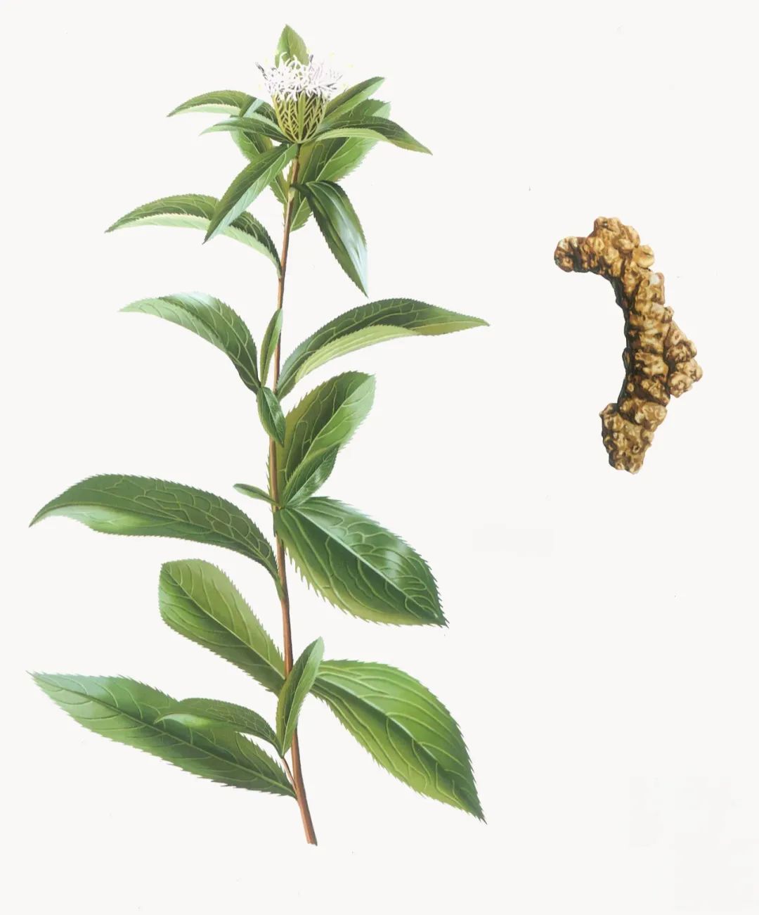 Daily Herb: Cang Zhu (Atractylodes)