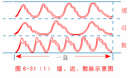 Illustrated Guide to 28 Dynamic Pulse Diagnoses in Traditional Chinese Medicine