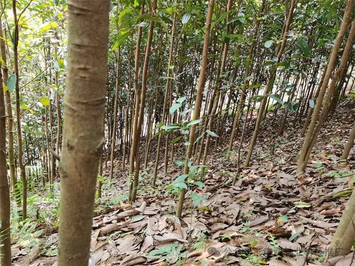 Cinnamon: A Unique and Profitable Tree Species