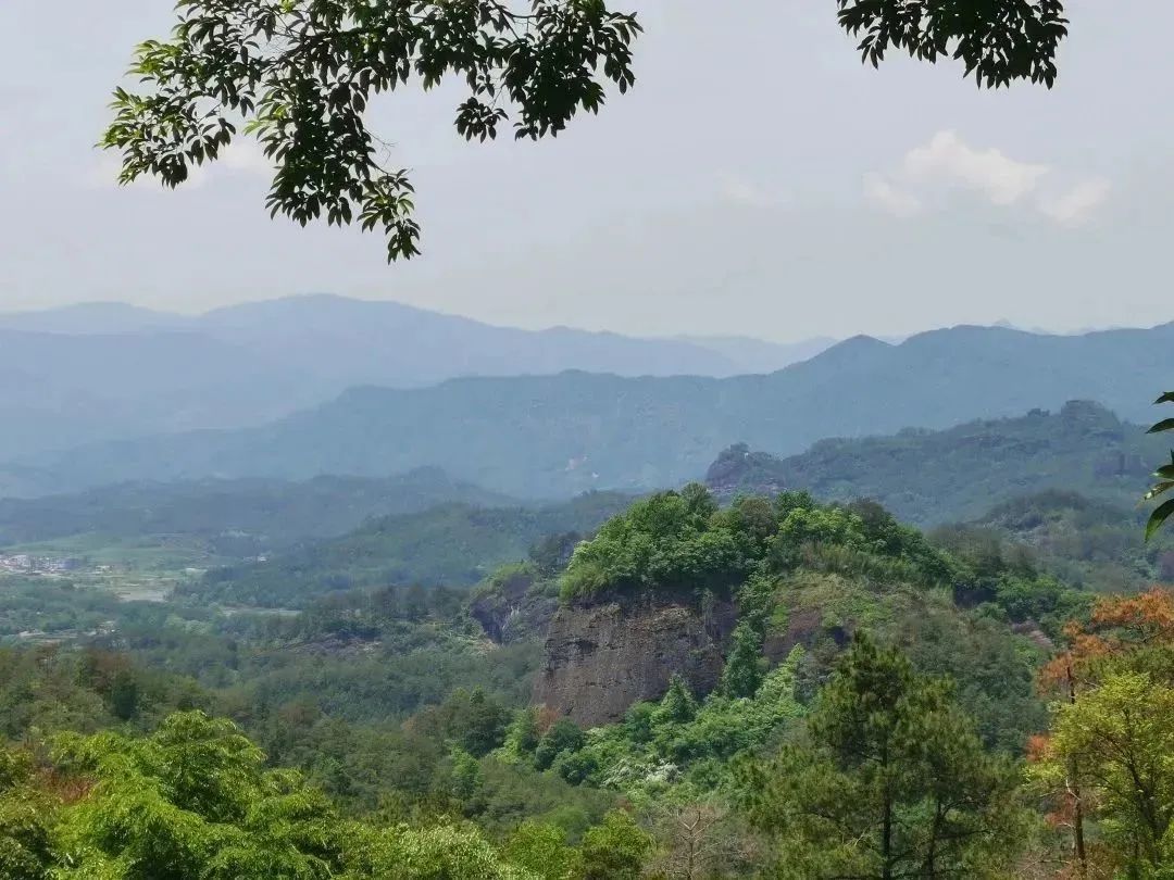 The Aromatic Power of Cinnamon in Wuyi Rock Tea