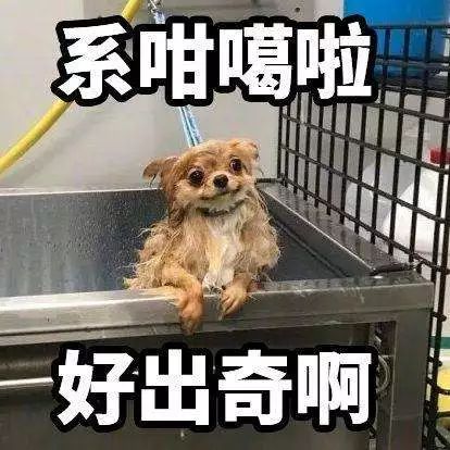 The 'Guan Dong Ginseng': A Soup Ingredient for Dampness and Heat Relief Suitable for All Ages