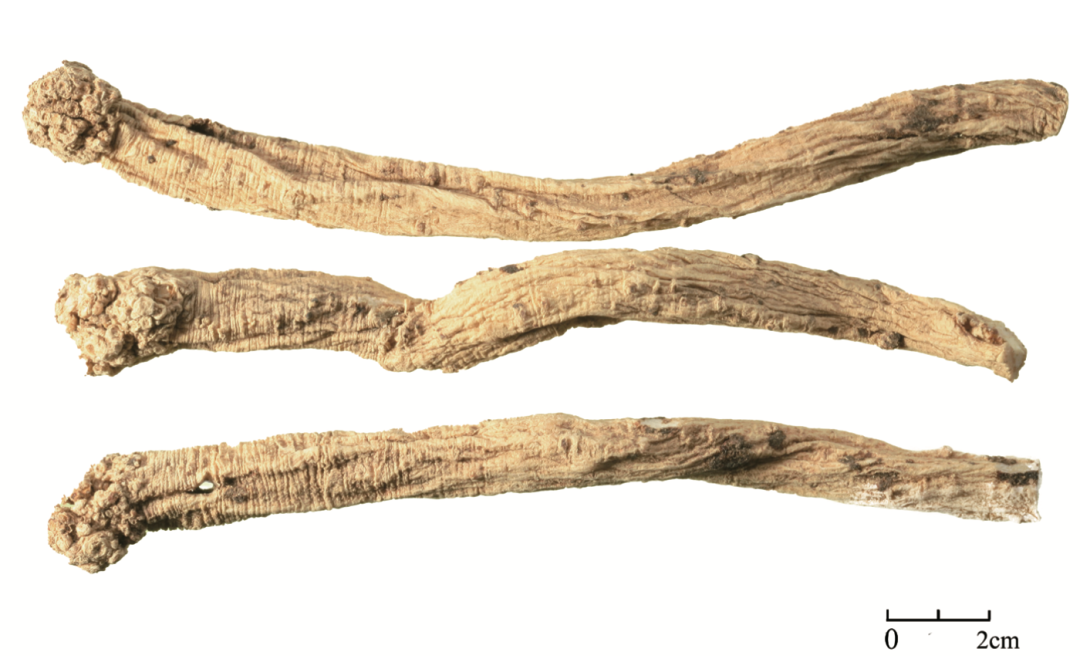 Exploring the Medicinal Qualities of Dang Shen (Codonopsis pilosula)